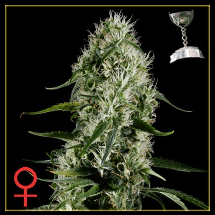 Super Silver Haze